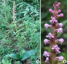 Image result for Satyrium macrophyllum