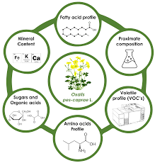 Image result for Oxalis pes-caprae