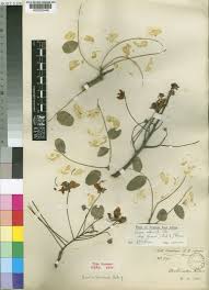 Image result for Cassia abbreviata