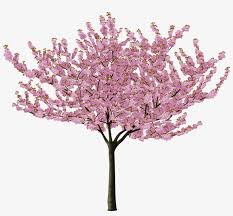 When mined, the white leaves may drop a white cherry sapling, while the pink leaves may drop a pink cherry sapling. Post 28172 0 77813900 1460903564 Thumb Cherry Blossom Trees Png Png Image Transparent Png Free Download On Seekpng