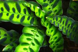 We did not find results for: Rattlesnake Plant Care Guide Calathea Lancifolia