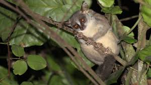 Image result for Selago angolensis