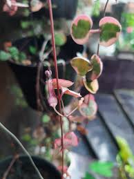 Image result for Ceropegia arenarioides