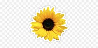 Sunflower Png Tumblr Sunflower Png Tumblr Wedding Free Transparent Png Clipart Images Download More icons from this author. sunflower png tumblr sunflower png