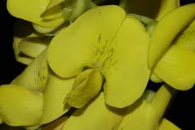 Image result for Crotalaria misella