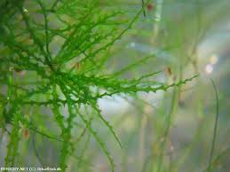 Image result for Najas horrida