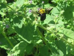 Image result for Mesosphaerum suaveolens