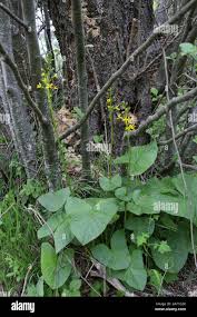 Image result for Ligularia sibirica