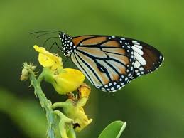 Image result for Crotalaria reptans- intermediates with pisicarpa