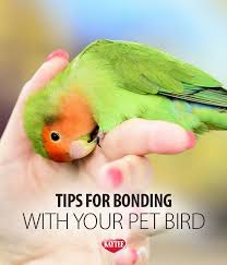 Be Your Bird S Best Friend And Form A Bond With These Tips Love Birds Pet Pet Bird Bird Care