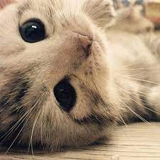 See more ideas about kittens, kittens cutest, kitten photos. Cute Kittens Socutekittens Twitter