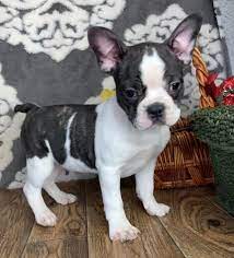 Edgar Male Frenchton Frenchieforsale Frenchie4sale Frenchbulldogforsale Frenchbulldog Frenchiebulldog Frenchie Frenchton Dog Small Dog Costumes Puppies