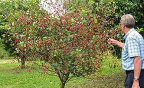 Fast delivery, safe ship warranty! All About Dwarf Fruit Trees Stark Bro S