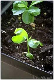 Young Trees Planting An Orange Seed Growing Plants From Seeds Seed Germination Growing Vegetables