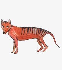 774 x 1032 jpeg 31 кб. Extinct Tasmanian Tiger Thylacine Transparent Png 1000x1432 Free Download On Nicepng