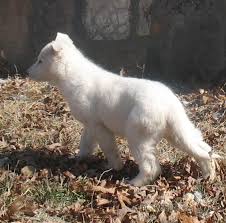 It's also free to list your available puppies and litters on our site. White German Shepherd Puppy 10 Weeks Old Gunther White German Shepherds White German Shepherd White German Shepherd Puppies German Shepherd Puppies