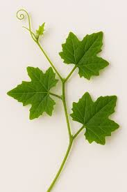 Image result for Coccinia subglabra