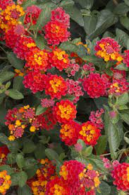 Radiation Bush Lantana Monrovia Radiation Bush Lantana Lantana Plant Lantana Flowers