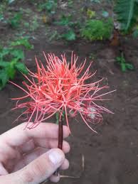 Image result for Scadoxus cinnabarinus