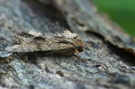 Image result for Apamea monoglypha