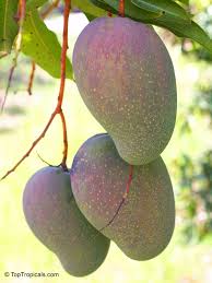 Image result for Mangifera indica