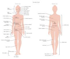 Female torso anatomy silhouette vector illustration design royalty. Female Body