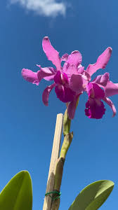 Image result for Asplenium theciferum