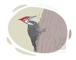 🇬🇧 Definition & Meaning of "Pecker" in English 🇬🇧