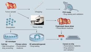 Maybe you would like to learn more about one of these? Ex Vivo Tumor Culture Systems For Functional Drug Testing And Therapy Response Prediction Future Science Oa