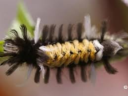 In the case of the monarch, the host plants are milkweeds and (in ohio) one very closely related species. Milkweed Tussock Moth Or Milkweed Tiger Moth Euchaetes Egle Drury 1773 Butterflies And Moths Of North America