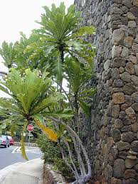 Image result for Ficus pseudomangifera
