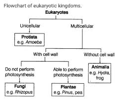 11 flow chart of 5 kingdom classification