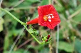 Image result for Ipomoea vernalis