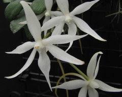 Image result for Aerangis kirkii