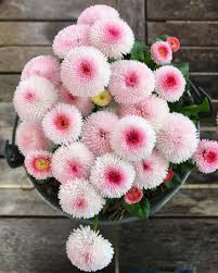 The Most Beautiful Flowers In The World With The Names And Pictures Most Beautiful Flowers Beautiful Flowers Beautiful Flowers Pictures