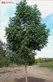 Fraxinus excelsior — known as the ash, or european ash or common ash to distinguish it from other types of ash — is a species of fraxinus native to most of. Order Falk Nurseries