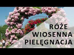 Róże, róże pnące, sadzonki róż,. Pielegnacja Roz Wiosna Youtube