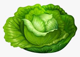 Transparent Salad Clip Art Lettuce Clipart Hd Png Download Kindpng Salad vector clipart and illustrations (56,843). lettuce clipart hd png download