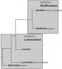 Image result for Wolffiella repanda