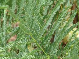 Image result for Elephantorrhiza elephantina