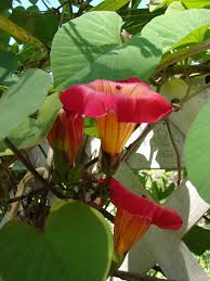 Image result for Stictocardia