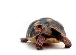 Image result for Carex steudneri