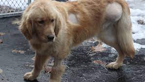 Our pet store services include: The End Of Selling Dogs Cats And Rabbits In Ny Pet Stores May Be Near