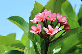 Pink Plumeria Plumeria Flower Pot Design Plumeria Flowers