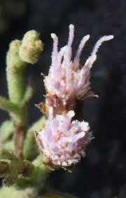 Image result for Erlangea