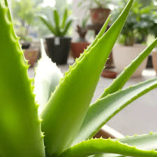 Image result for Aloe carnea