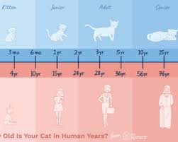 Lastly, determining a cat's correct age is actually important because it helps. Cat Breeds Cat Pics Cat Videos Cat Tips Lol Cats Kittentoob Com