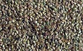 какой способ размножения используют при выращивании картофеля и лука Vyrashivanie Kartofelya Iz Semyan Stoit Li Floraprice Ru