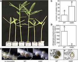 Image result for Aeschynomene sp. B