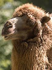 A common system of naming is essential so that it makes it widely accepted throughout the world. Camel Wikipedia